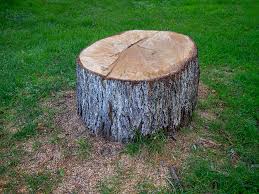 Coeburn, VA Tree Care Company
