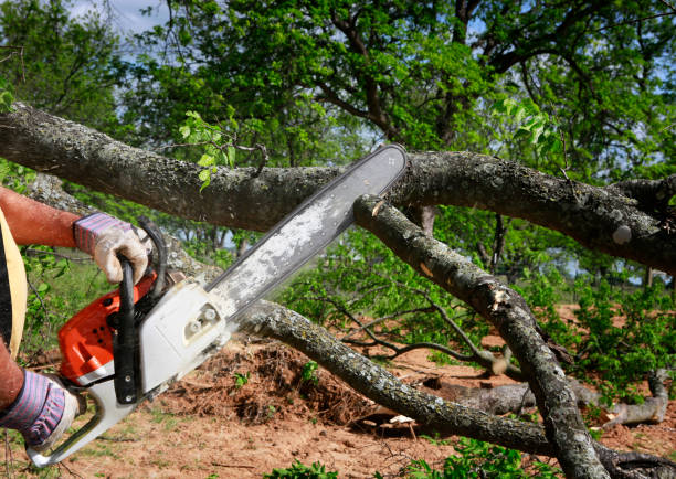 How Our Tree Care Process Works  in  Coeburn, VA